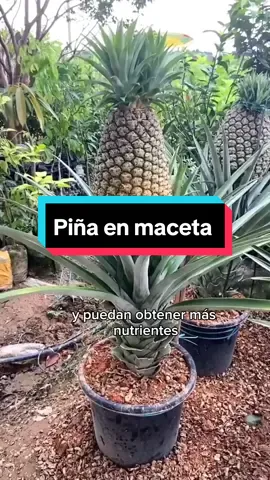 Ya puedes tener tus propias piñas en casa #naturaleza #plantas #mama #hidroponik #piña 