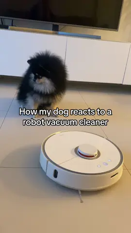 #dogandvacuum #dogandrobot #funnyvideo #pomeranian 