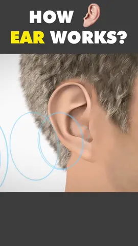 How Human Ear Works? 👂 #howearwork #earworking #ear #hearing #howdowehear #hearingprocess #earanatomy #sounds #soundwaves #medical3danimation #3dmedicalanimation #processofhearing👂 #eardrum #cochlea 