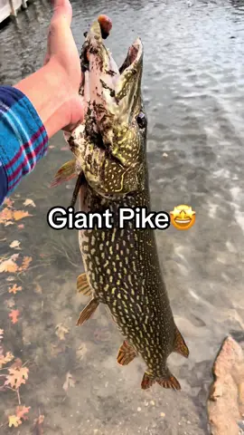 NEVER Underestimate the Public Pier 🤫 #fishing #fishtok #fishinglife 