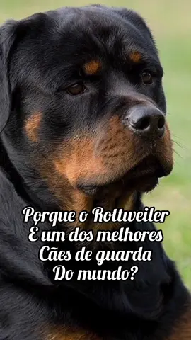 Porque o Rottweiler é um dos melhores cães de guarda do mundo? 💪🏼 #rottweiler #cachorro #caodeguarda #pet #tiktok 