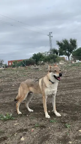 Balto 🐺  #perros #perrolobo #perrolobochecoslovaco #wolfdog #foryou #fyp #tiktok #viral 