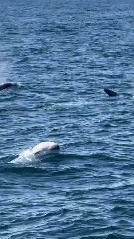 We have been seeing so many dolphins and humpbacks. It's so fun to see active dolphins breaching out of the water. We even saw Casper the albino Risso’s dolphin tail slapping and breaching today plus Common dolphins and whales!  🐳Book now using the link in bio🎉 📸: @Mary Barbon  #whalewatching #whale #tail #humpbackwhale #breach #jump #fly #low #news #media #lunges #wildlife #montereycalifornia #coast #cali #sun #fun 