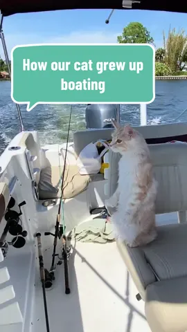 A minute of The evolution Rocco, the boat cat.  Hope you like it.#catsoftiktok #orangecatactivities #mainecooncat #boatcat #beachcat #wateractivity #cruelsummer 