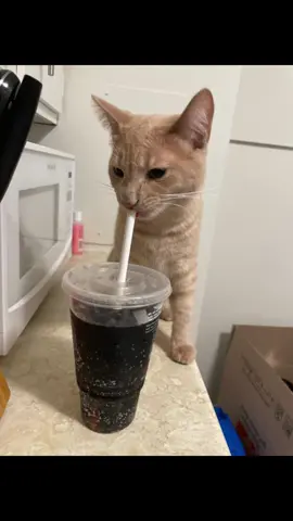 Refreshing and delicious 😋 #catsoftiktok #fyp #slurp #orangecat #gato #catsdrinking #funnycats #cutecat #viralpet #catmemes #catseating #orangecatbehavior 