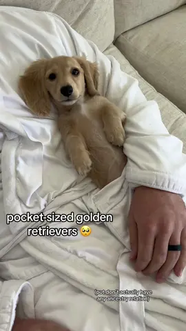 We often get asked what breed Wilbur and Palmer are and the full answer is Long Haired Miniature (English Cream) Dachshund 🐾  People always think they’re mixed with golden retriever but they’re not, they’re purebred dachshunds 🥰 they look just as cute and act just as sweet as a golden retriever but they’re about 1/10 of the size!  The reason we wanted English Cream Dachshunds is because we move around a lot (hi, other military families, you get it), lived in an apartment, and love to travel. So, for us, it made sense to get small dogs but we LOVE golden retrievers. Our family dogs are golden retrievers so we have a huge place in our hearts for goldens. That’s how we found/fell in love with English Cream Dachshunds!  I frequently see people talking about how “stubborn” dachshunds are, that they’re difficult to potty train and that they bark at everything. We have not seen that with Wilbur and Palmer and know plenty of others who haven’t either. I do have my masters degree in a field that utilizes a scientific approach to understand behavior in humans. I have applied that knowledge to my training with Wilbur and Palmer and that does contribute to my view on training dachshunds (and dogs in general). But dachshunds were originally hunting dogs, which means they can be prone to barking.  Wilbur and Palmer love people, dogs, kayaking, playing in the snow and beach, and can hike 12+ miles. They’re fine when left alone at home, Palmer was potty trained in 1 week; Wilbur in 3, adjust to every new setting very well, they’re incredibly athletic and love to snuggle. We’ve worked really hard to give them the tools to live a happy, carefree life and continue to do so as we see areas of improvement.  Keep in mind, Dachshunds are prone to IVDD so make sure you’re able to accommodate the needs of their sensitive backs. But I think no matter what breed you have, always do your research and make sure you are able to provide an environment that meets your dog’s needs and find a trainer that will do the same. Especially if you plan to adopt one so you know their learning history. Highly recommend looking for a dachshund-specific rescue if that is the route best for you and your family.  #dog #dachshund #dogsoftiktok #dachshundsoftiktok 