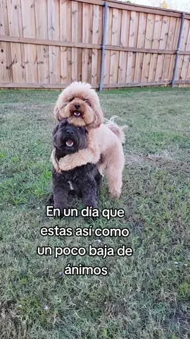 Mi lugar favorito🐕🐩 Oreo & Kevin #poodles #caniches#amoamiperrito  #Ilovedogs#peluditos#lomitosfelices  #perrijos#milugarfavorito #amorperruno #perrijoshermosos 