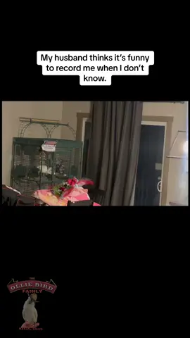 #theolliebirdfamily #funny #exoticbirds #cockatoos #funnyanimals #olliethecockatoo 