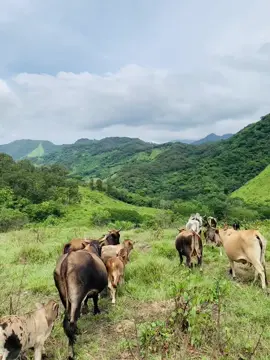 ❤️🍃#paratiiiiiiiiiiiiiiiiiiiiiiiiiiiiiii #ganado #sierra 