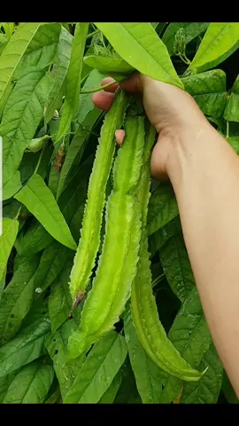 Menuai kacang botor atau juga dikenali sebagai kacang botol atau kecipir. Sayur jenis menjalar yang mudah di tanam dan sangat tahan lasak, pokok boleh bertahan setahun atau lebih dan menghasilkan buah sepanjang musim.  #kacangbotor #menuaikacangbotor #tuaikacangbotor #menanamkacangbotor #tanamkacangbotor #kacangbotol #menuaikacangbotol #tuaikacangbotol #menanamkacangbotol #tanamkacangbotol 