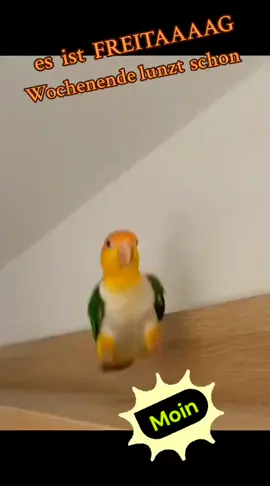 #fy #fyp #goodmorning #hello #aloha #bonjur #itsfriday #letsgo #funny #crazy #laugh #funnyvideos #lustig #witzig 