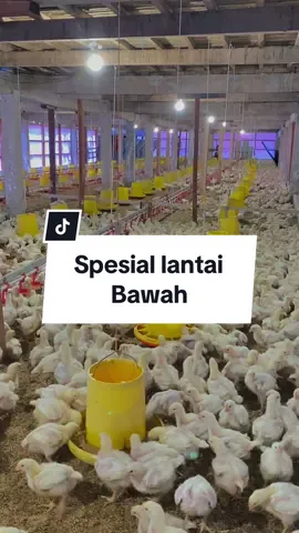 Mana nih yang bilang lantai atas dan bawah pertumbuhan nya beda??#kandangclosehouse #ayambroiler #ayampotong #peternakan #closehouse #unggas 