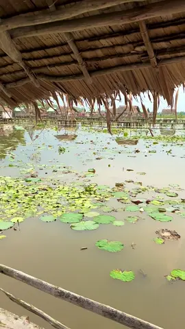 Lại muốn đi nữa rồi! 😐 #xuhuongtiktokk #xuhuong #dongsenthapmuoi #dongthap 