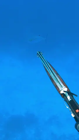 First fish out in the coral sea, unfortunately the sharks were worse than I expected. Hopefully on the next one well be a little more lucky  #spearfishing #fishing #fyp 