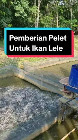 Pakan Ikan Pabrikan yang digunakan untuk budidaya ikan lele intensif memiliki kandungan protein minimal 32% jenis apung dengan ukuran butiran 1 mm, 2mm dan 3mm. Pemberian pakan dilakukan 3 kali sehari, dengan ukuran takaran sampai ikan terlihat kenyang. #fypikan #fyp #ikanviral #budidayaikan #budidayaikanlele #kolamtanah #lele #ikanlele #usahabudidayaikanlele 