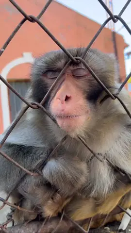 Chuppa chup! #monkey #cutestmonkey #cute #animallover