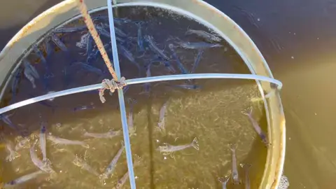 Nghe tiếng quạt và tiếng tôm nhãy thấy đã tai 🦞 #nuoitrongthuysan #nuoitomcongnghecao 