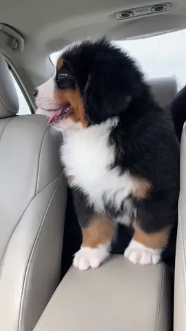 Baby Robbi is 7 months old & as sweet as can be🥹 #bmd #bernesepuppy #bernesemountaindog #kokoandrobbi 