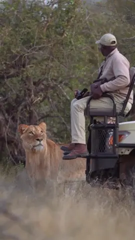 I'm watching you 👀 (IG🎥: @everseensa) #extreme #unreel #wildlife #safari #lion