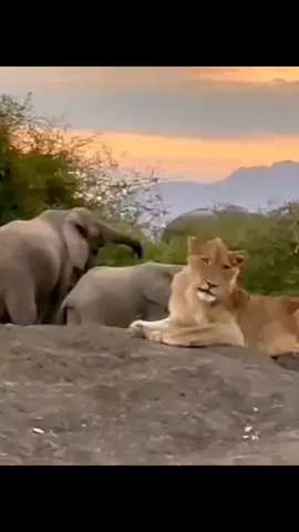 elephant and lion#wildanimals #animal 