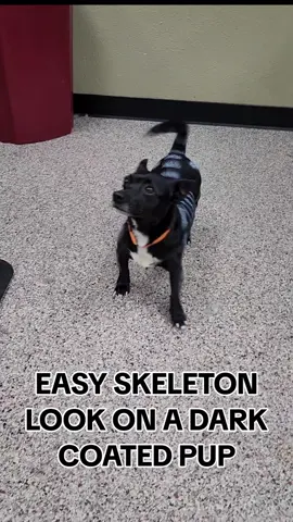 Beginer friendly temporary skeleton dye for a dark coated pup We used an Opawz Paint Pen and Opawz Pet Chalk both in White to create this look, and Opawz Grooming Spray to set it. These products are very temporary and you can visit @OPAWZ or opawz.com for more information. Please only use pet safe products on our furry friends. #pup #dogroomer #doggrooming #opawzdogdye #opawz #opawztemporarycolors #creativegroomer #creativegroomingisnotabuse #creativegrooming #dog #dogs #pet #pets #halloween #skeleton #scaryspookyskeleton #tutorial #howto #DIY #beginner #beginnerfriendly #fyp #dogcostume #spooky #spookyseason #spook #ultimatepetspa #petspa #doggone #chihuahua #chihuahuasoftiktok 