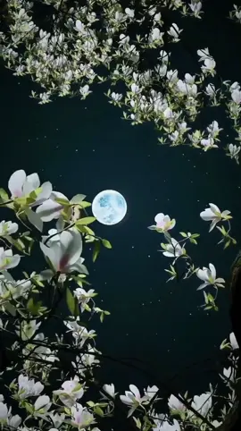 #moon #night #nicescenery #naturescenery #naturebeauty #naturelover #longervideos #stunning #niceview #relaxing #livewallpaper #videobackground #trending #viraltiktok #foryoupage #foryou 