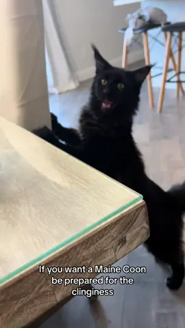 #mainecoon #clingycat #catsoftiktok #cat #blackcat #affectionatecat #mainecoonlovers #mainecoonsoftiktok #fyp 