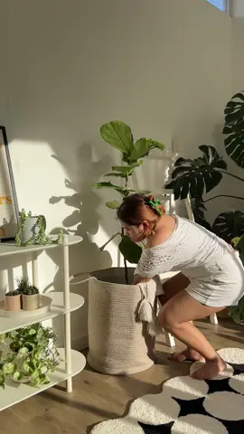 🌟 Hey, we’ve got some exciting news! 🌟 Our jute baskets are finally here! 🧺 🌱Add an element to your home where storage, style, and sustainability blend effortlessly, in this stunning Hand-woven Jute Laundry & Planter Basket. 🤍  Whether it’s for snuggling up with cozy throws and cushions in the living room or making a stylish statement with a plant in the entryway, the intricate weaving of natural jute adds a captivating layer of texture and charm to any space. You’ve got two sizes to choose from, both lovingly handcrafted with care. 🌿 Two Basket Designs: 🧺 Light Tan - Laundry Basket: 17” Diameter x 21” Height 🧺 Beige - Planter Basket: 16” Diameter x 15” Height Shop now at Kansodesigns.co to bring this sustainable beauty home. 🏡 Material: Natural Jute & Cotton Handwoven Rope | Natural Colors & Dyes Use: Laundry storage, planter decor, multipurpose storage . . . #mylvngrm #minimalisthome #plantsoftiktok🌱 #plantsoftiktok  #plantsmakepeoplehappy #plantsmakemehappy #cottonropebasket #planterbasket #laundrybasket cotton rope basket, hand-woven jute laundry basket, planter basket