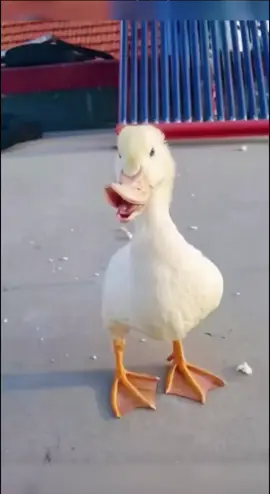 vịt sứt môi#hài #funny #vui#cuoi 