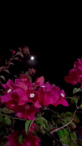 আমি পাইনা ছুতে তোমায়🖤✨💫#amar_vindasi_tara #fypシ゚viral #trendingsong #foryoupage #viraltiktok #tiktokbangladesh 