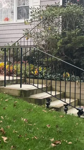 I got in the way of Snooki’s morning commute 🐿️🥜❤️ #snooki #fillthecheeks #chipmunksoftiktok #chipmunktok #chipmunks #fyp #morningcommute 