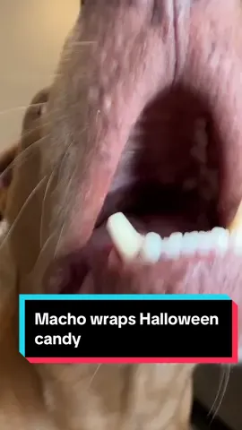 Macho wraps (not eats!!) Halloween candy. Remember, never give chocolate to a dog! #dogs #dogsoftiktok #humor #halloween 