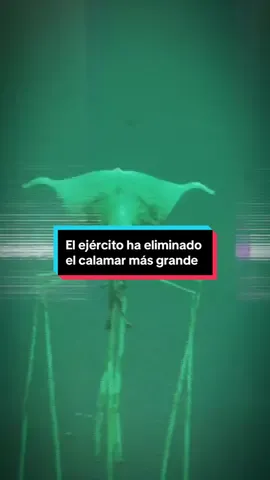 El ejército ha eliminado el calamar más grande del mundo, todo gracias a un joven pescador de 18 años 😨🦑 #calamar #ejercito #pescador 