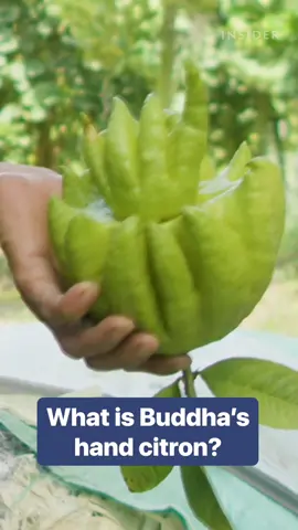 The more this fruit looks like a hand, the more it can be sold for. #exoticfruit #handcitron #buddhascitron 