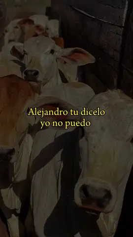 solo mentiras - Alejandro Torres #paratiiiiiiiiiiiiiiiiiiiiiiiiiiiiiii #tipicopanameño🇵🇦paratii #pty507🇵🇦 #fyp #jovenestipiqueros💃🕺 #jovenestipiqueros #tipicoviejo #tipiconuevecito🎼🇵🇦 #alejandrotorresylasestrellasdelritmo #solomentiras💔 