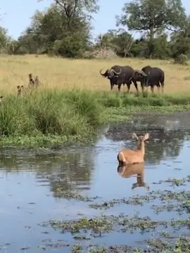 #Waterbuck #wilddog#wildanimals #animal 