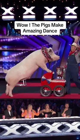 Wow ! The Pig Make Amazing Dance #foryou #fyp #gottalenespaña #gottalent #americasgottalent #dance #magic #emotional #amazing #motivation #trending #viral #incredible #unbelievable #agt #foryoupage 