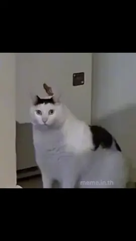 แมวหะ!! huh cat ดาวน์โหลดมีมคลิปได้ที่ meme.in.th คำค้น 