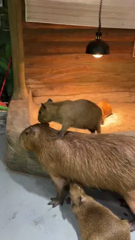 Hey！Your son fell down！ Capybara：😶👌 #capybara #kapybara #capybaratiktok #fyp #animals #animalsoftiktok #Love #cute #socute #funny #funnyanimals #capybaralover #capybaralover #happy #playtime 