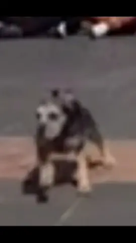 Asi se vive un dia en nuestro campamento 🤣 #campamento #perro #perroseasusta #padrenuestro #susto #xddddd #fypシ #viralvideo #xdd 