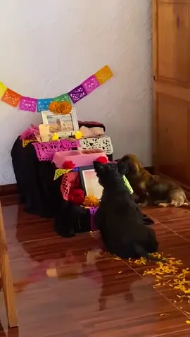 Mis niñas saben cosas 💛  Mi Julieta si vino a visitarnos 😍 #diademuerto #altar #mascotas #diademuertosmexico🇲🇽 #parati #cutedog 