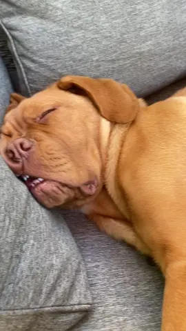 #dogchallege #schnarchenderhund#dogge#bordeuxdogge 