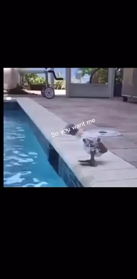 ‘When they see me floatin, they gonna be hating’! #floating #meme #animalvoiceover #funny #bird #animal #fun #fyp #jamaica #foryou #viral #foryoupage #trending 