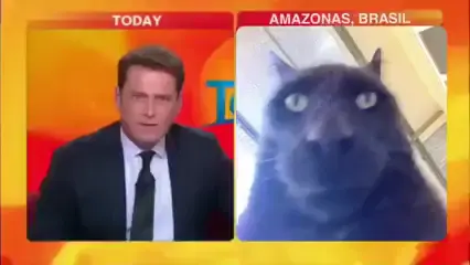 Day 1. Look at that Cat! 😂🫵.               #cat #funnycat #news #reporter #reels #meme #laugh #lookatthatcat #fyp #tik_tok #foryoupage #viralvideo #viral #trending #video 