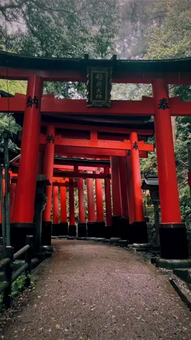 Fushimi Inari Shrine / 伏見稲荷大社 It was a very hard recording shoot😅☺️😉👍 Please Subscribe 👉 My YouTube channel Please follow 👉@japan_walker_  #japan #japantravel  #japantrip #anime #animejapan #japananime #japantourism #japantour  #japangram #japan🇯🇵 #kyoto #kyototrip #kyotojapan #kyototravel #kyōto #kyotogram #kyotolife #kyotostyle  #kyoto_style #visitkyoto #kyotolove  #kyoto_japan #京都 #京都観光 #京都散歩 #kyotoshrine #fushimiinaritaisha #fushimiinarishrine #fushimiinari #tiktok1mvp 