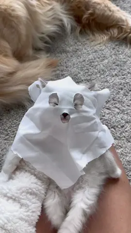 Jasmine dressed as a ghost for Halloween 