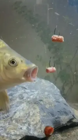 GoldFish Eating Bait Underwater _Fishing Camera Underwater