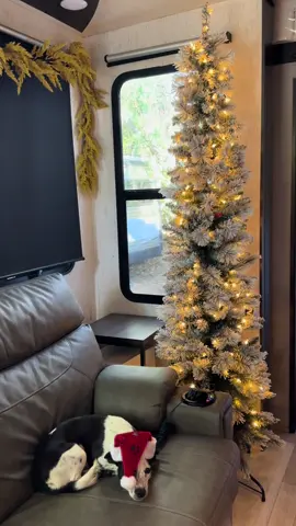 My dogs helped put the tree up this year 😝  #rvchristmas #rvchristmasdecoration #rvchristmastree #rvwithdogs #rvliving #rvlivingwithdogs #rvwithkids #christmas 