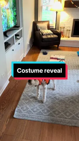 Nemo not happy #dogcostume #halloween #rescuedog #wheatenterrier 