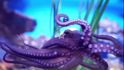 Fun fact: A female octopus is called a hen, their scientific name is octopoda, and they are very fast #octopus #octopuses #octopoda #sealife #marinelife #oceanlife #underwater #octopusesarecool #ocean #sea #strawberryjellyfishmoon 